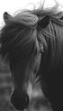Wild Icelandic Horse Poster