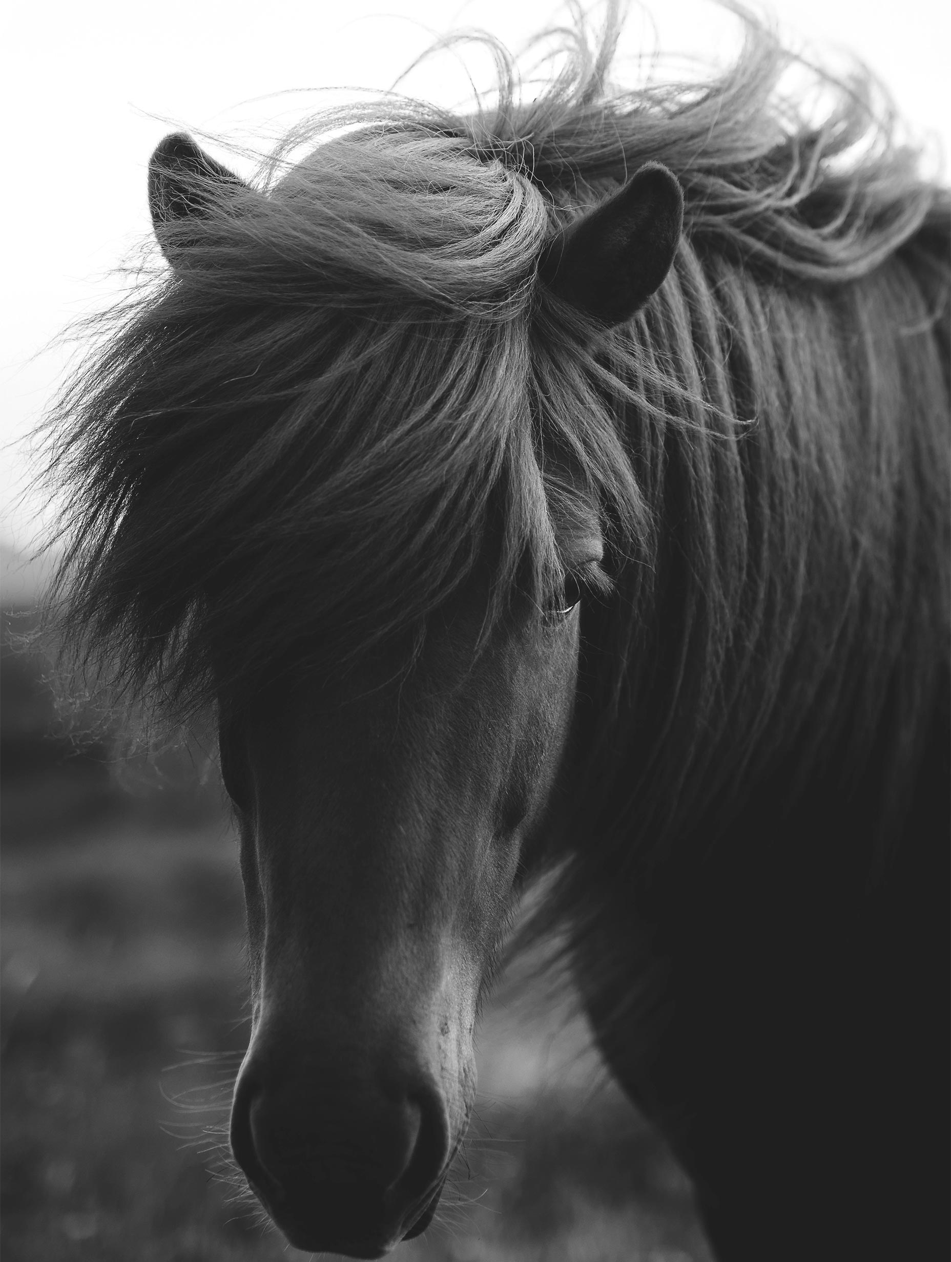 Wild Icelandic Horse Poster