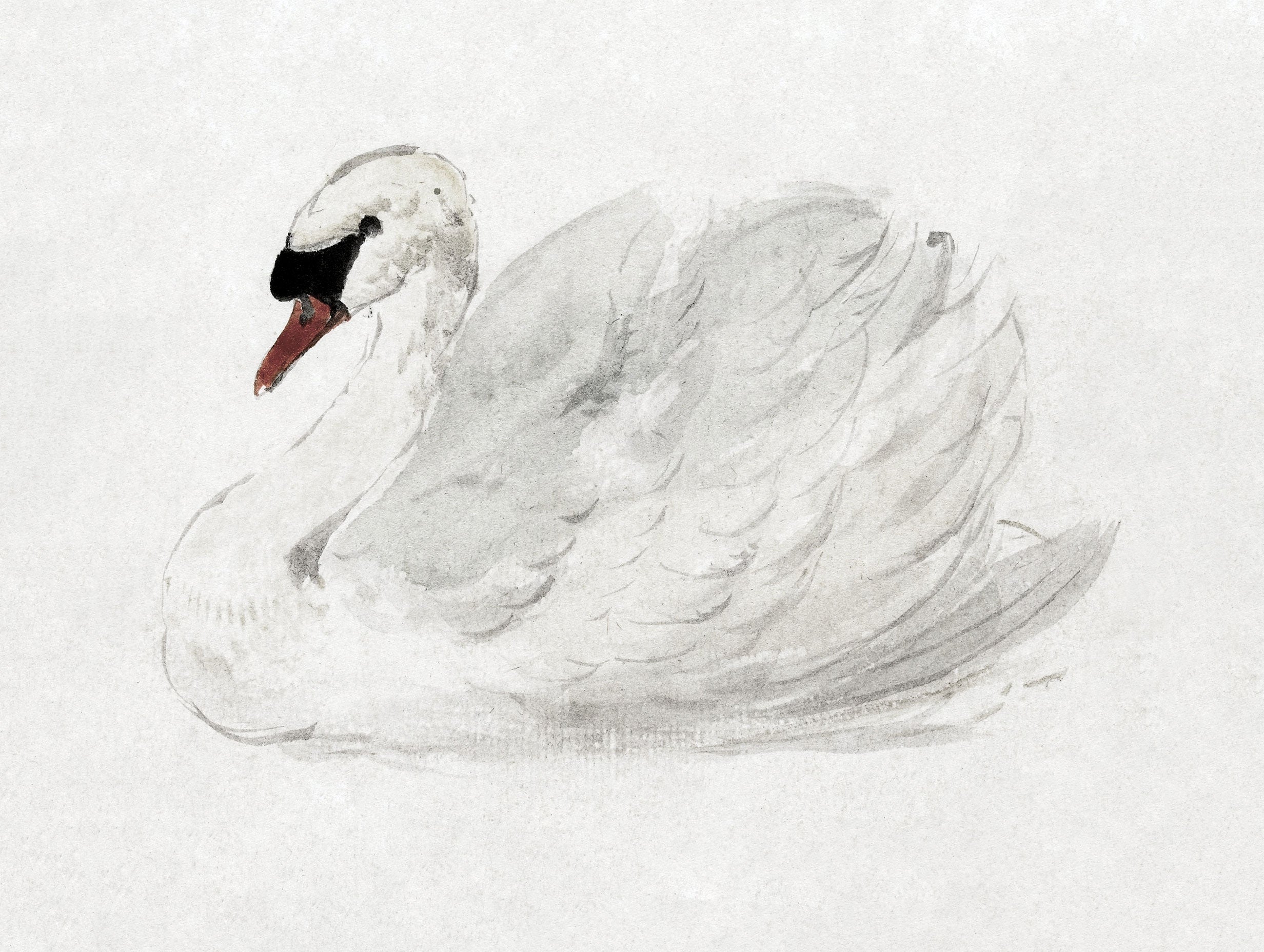 Quiet Swan Animal Art Print