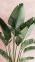Ravenala Madagascariensis Leaves Botanical Poster