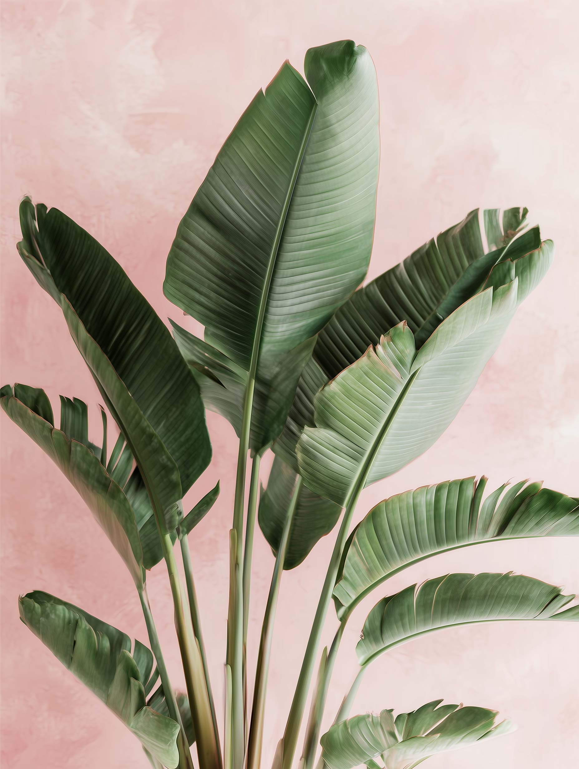 Ravenala Madagascariensis Leaves Botanical Poster