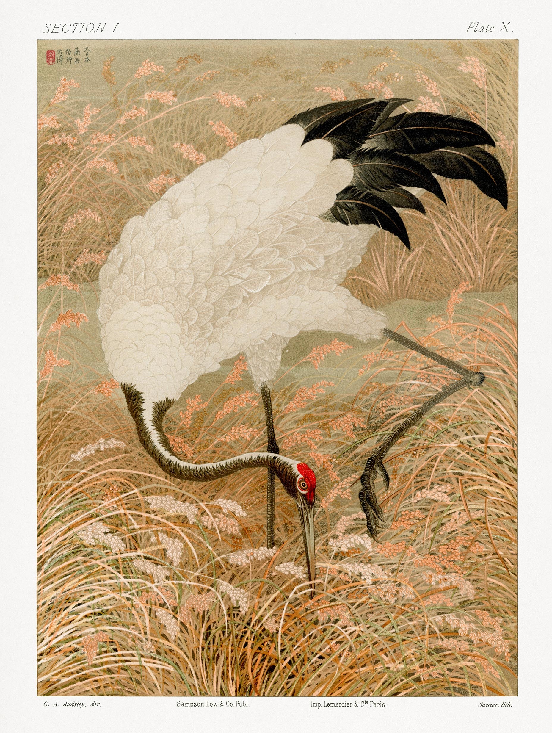 Sarus Crane in Rice Field G.A. Audsley Art Print