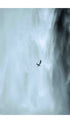 Seagull Flying in Front of a Skógafoss Waterfall Wall Art