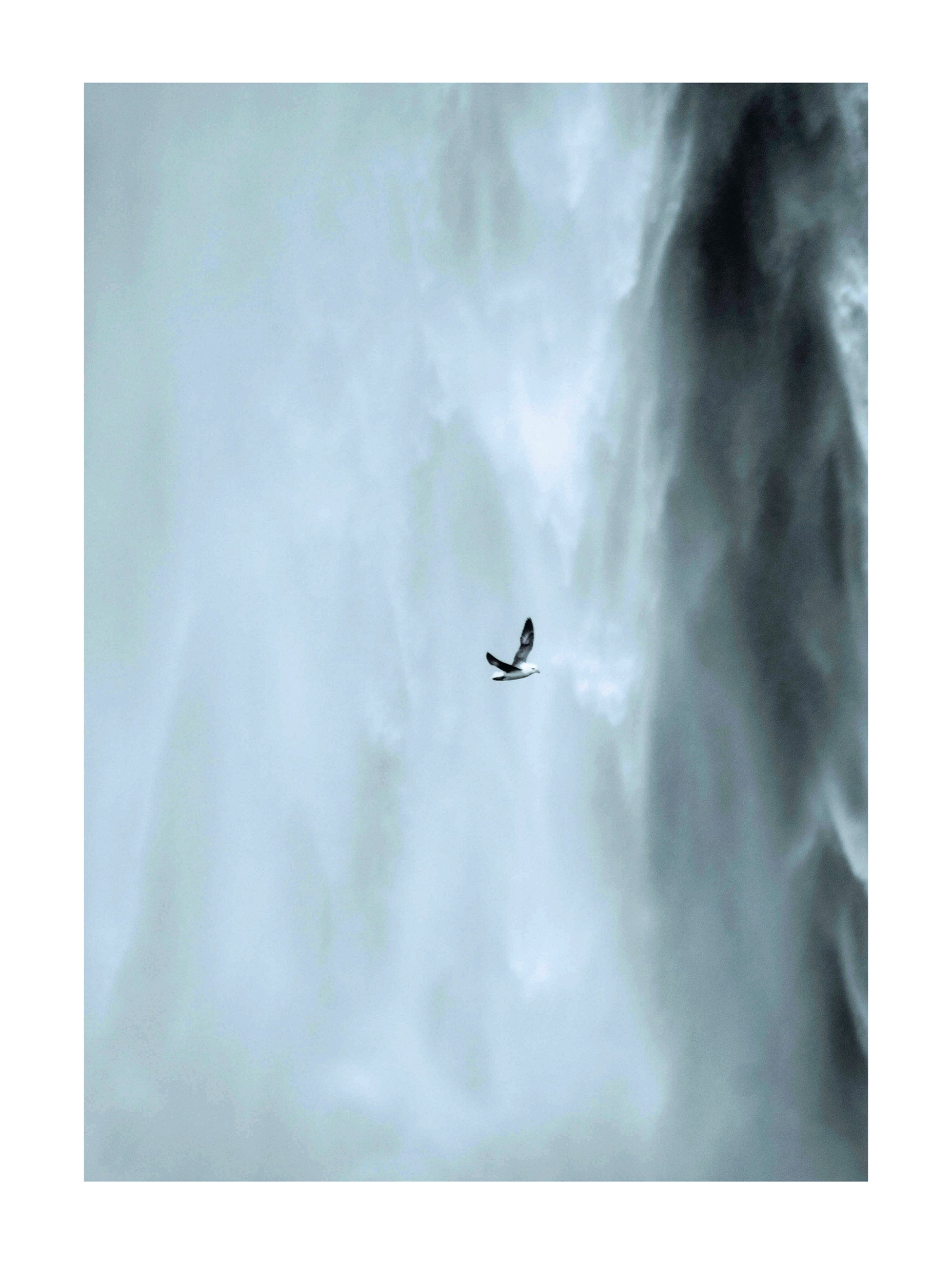 Seagull Flying in Front of a Skógafoss Waterfall Wall Art