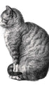 Sitting Cat Jean Bernard Art Print