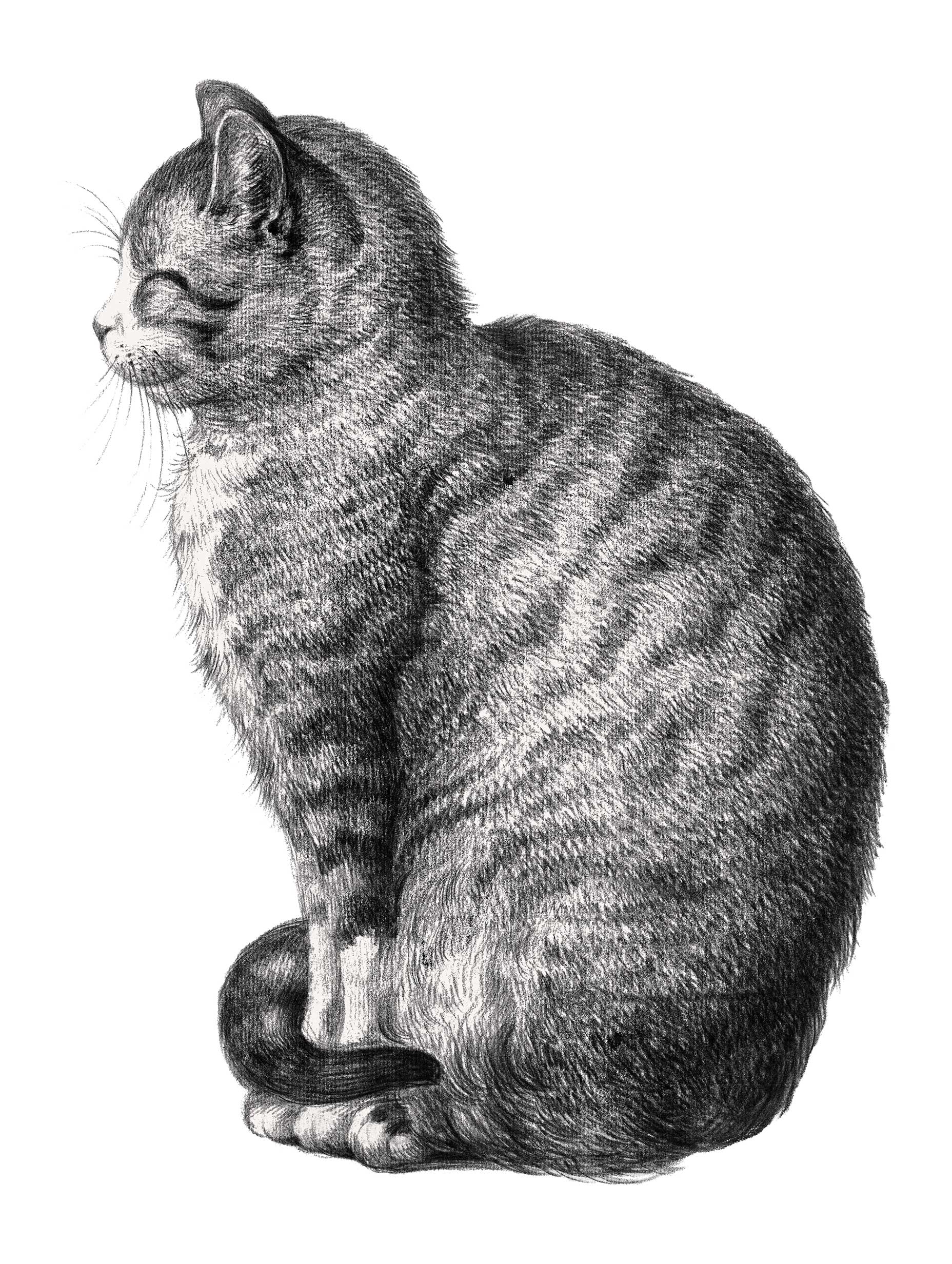 Sitting Cat Jean Bernard Art Print