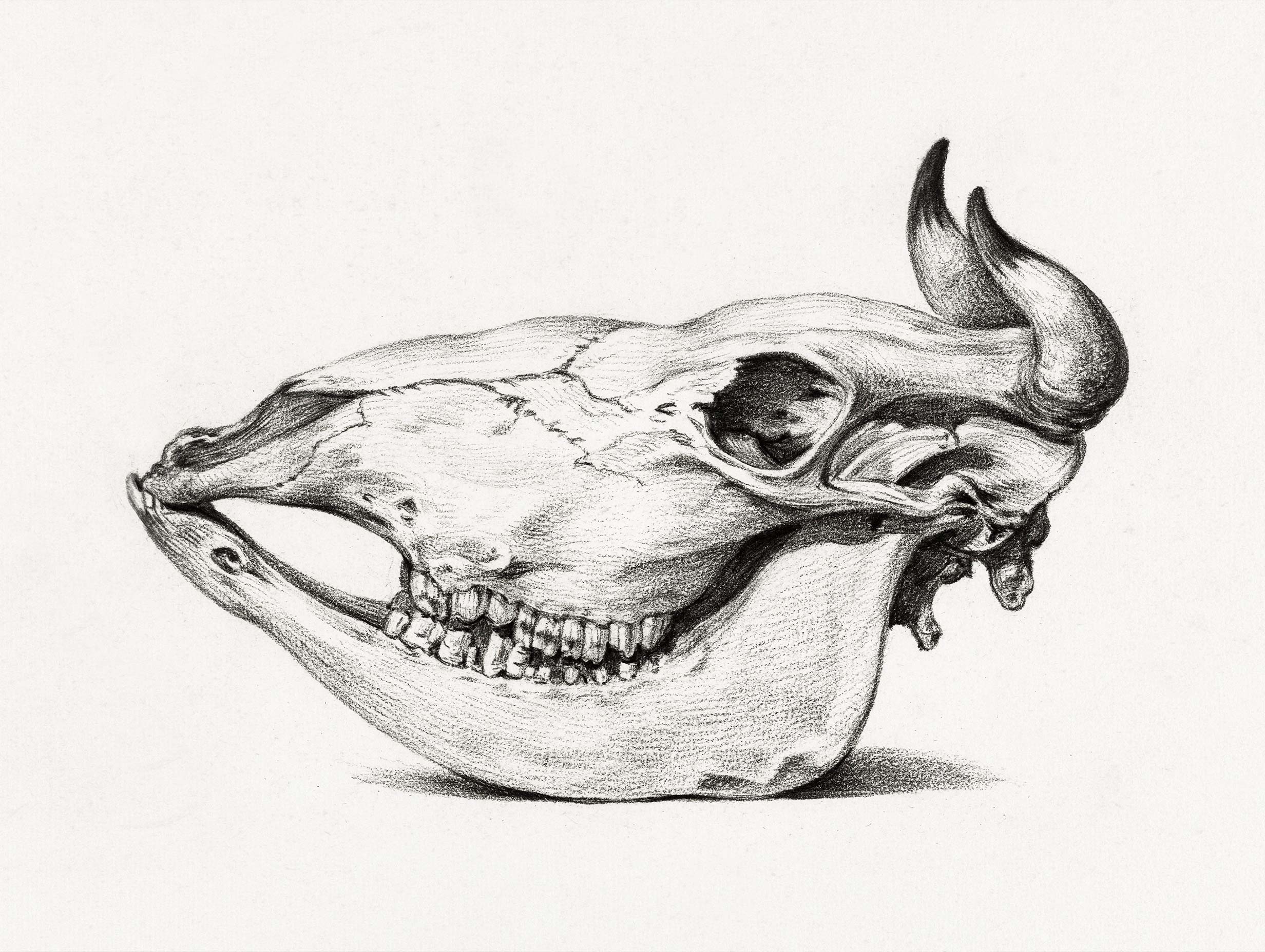 Skull of a cow Jean Bernard Art Print No 2