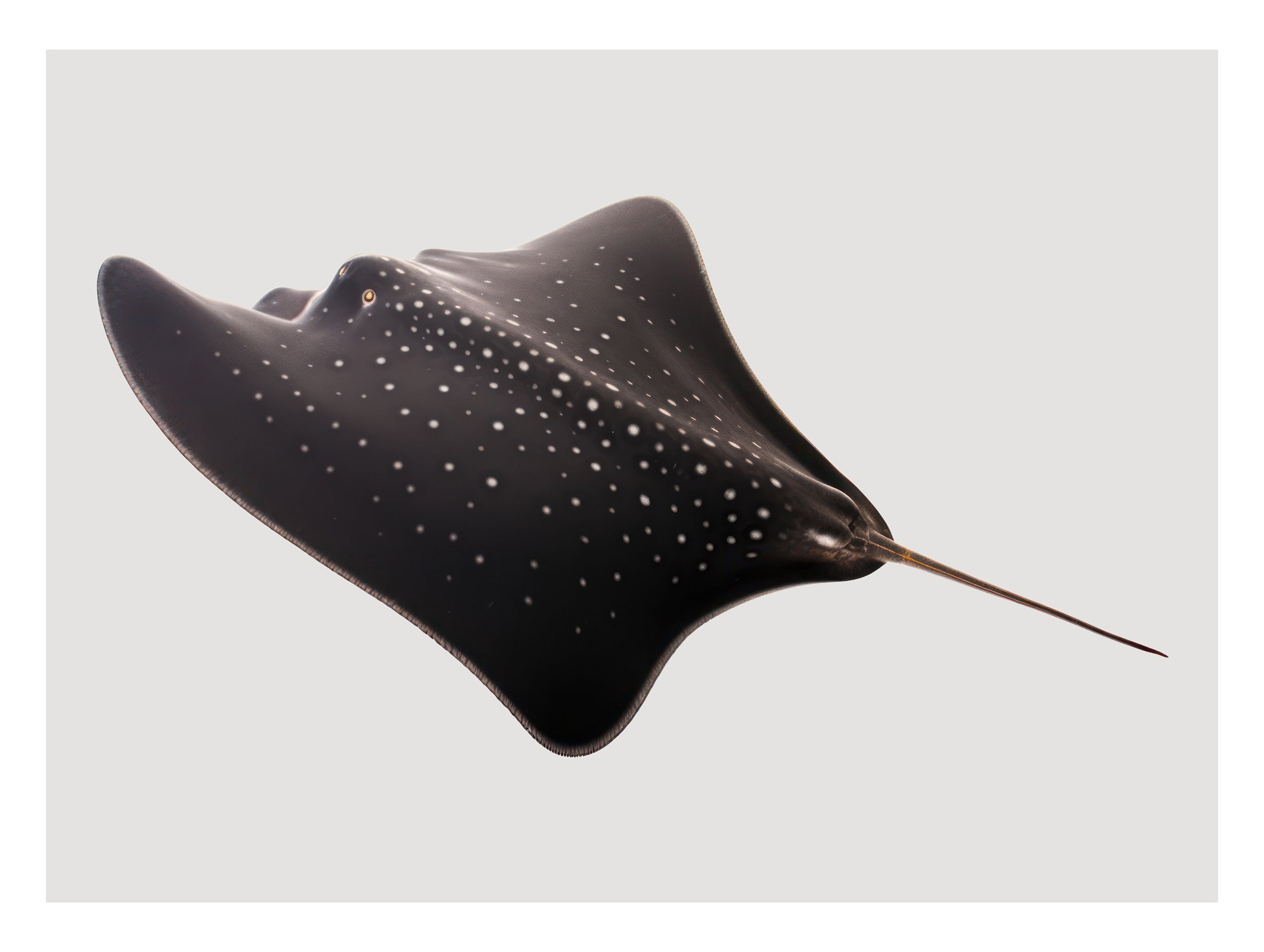 Stingray Animal Poster