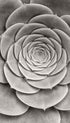 Succulent Michael Haber Art Print