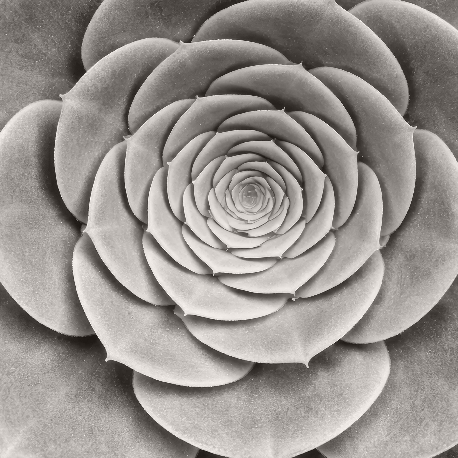 Succulent Michael Haber Art Print