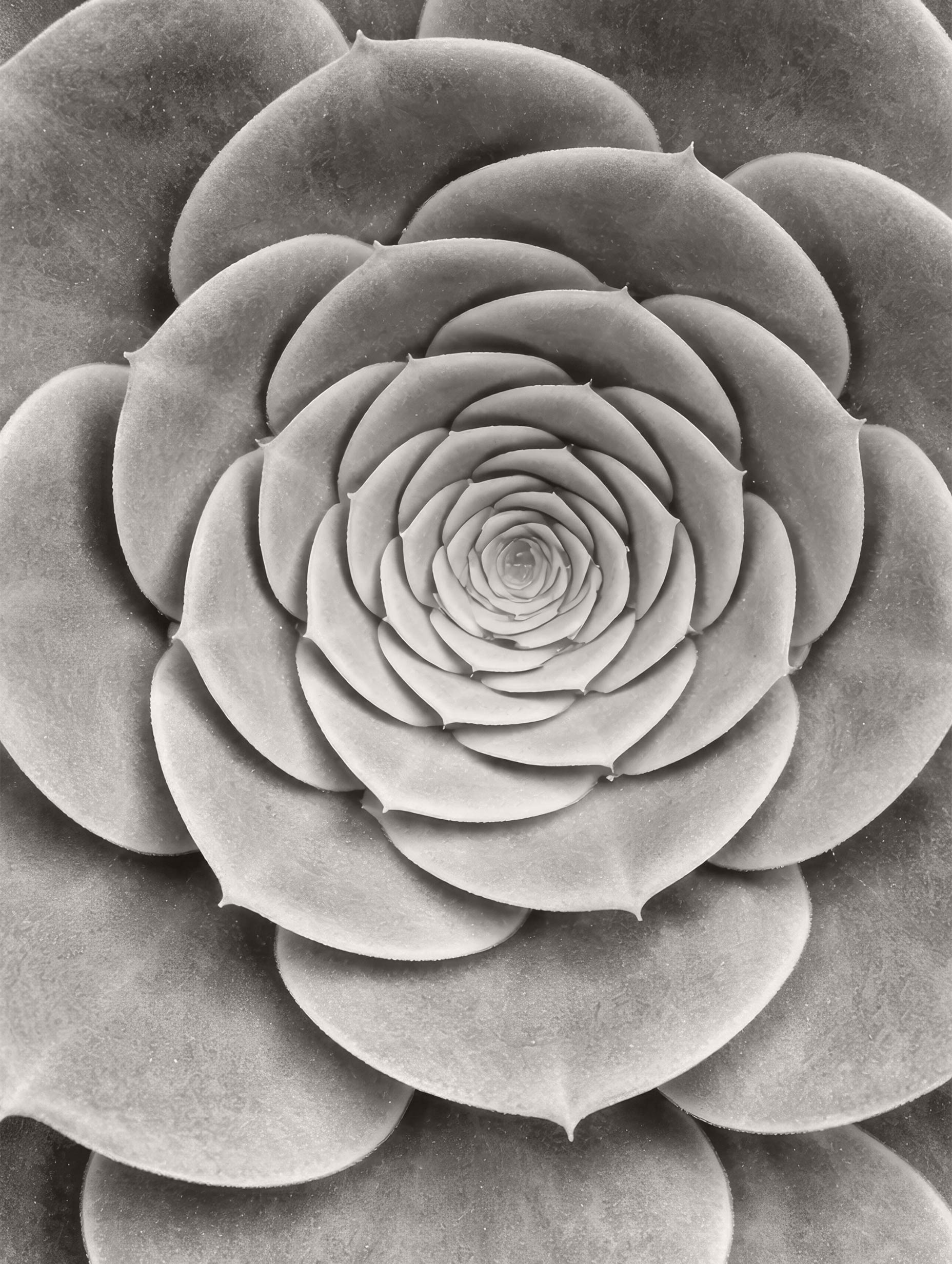 Succulent Michael Haber Art Print