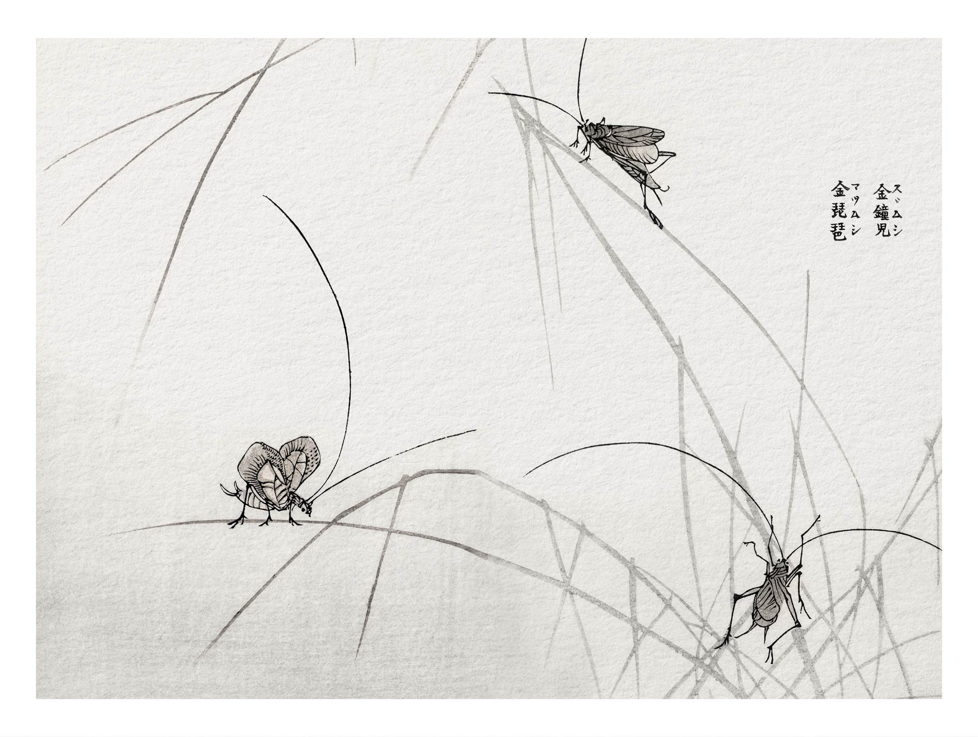 Suzumushi Bell Crickets Morimoto Toko Art Print