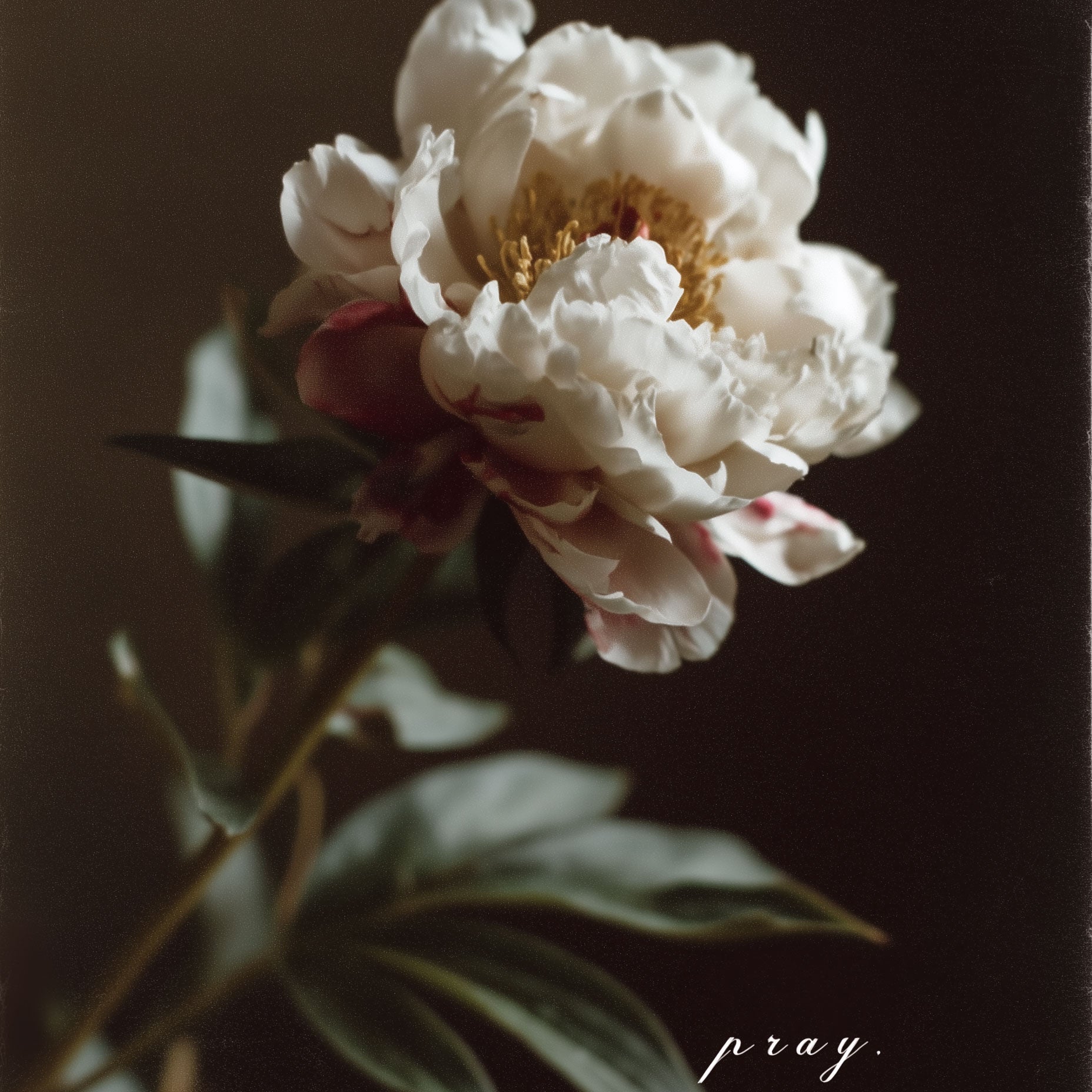 The Peony