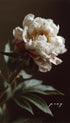 The Peony Flower Poster