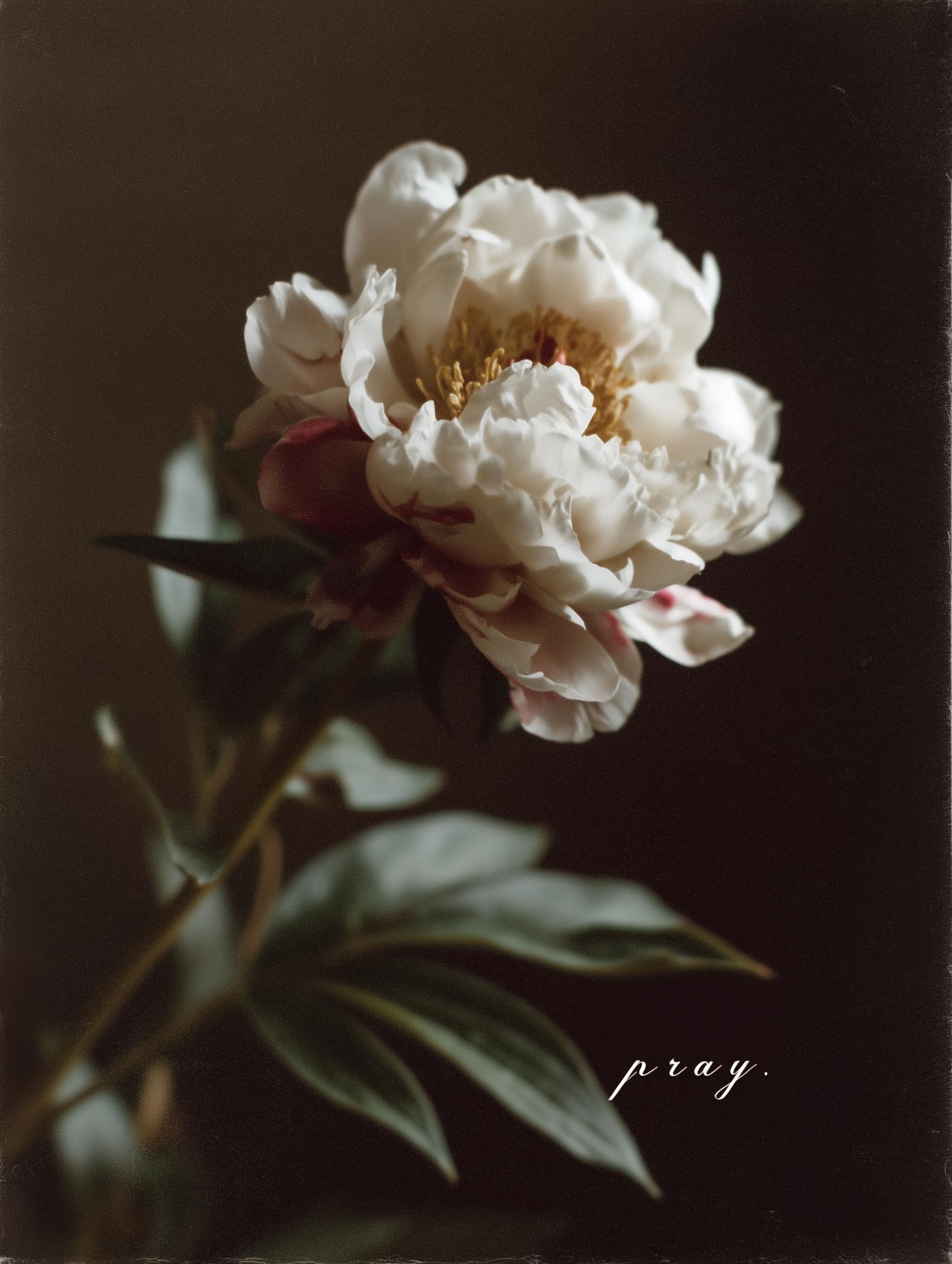 The Peony Flower Poster