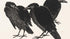 Three Crows - Henri-Charles Guérard