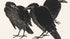 Three Crows - Henri-Charles Guérard Art Print