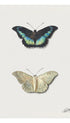 Top and bottom view of a butterfly Jacobus Johannes van Os Art Print
