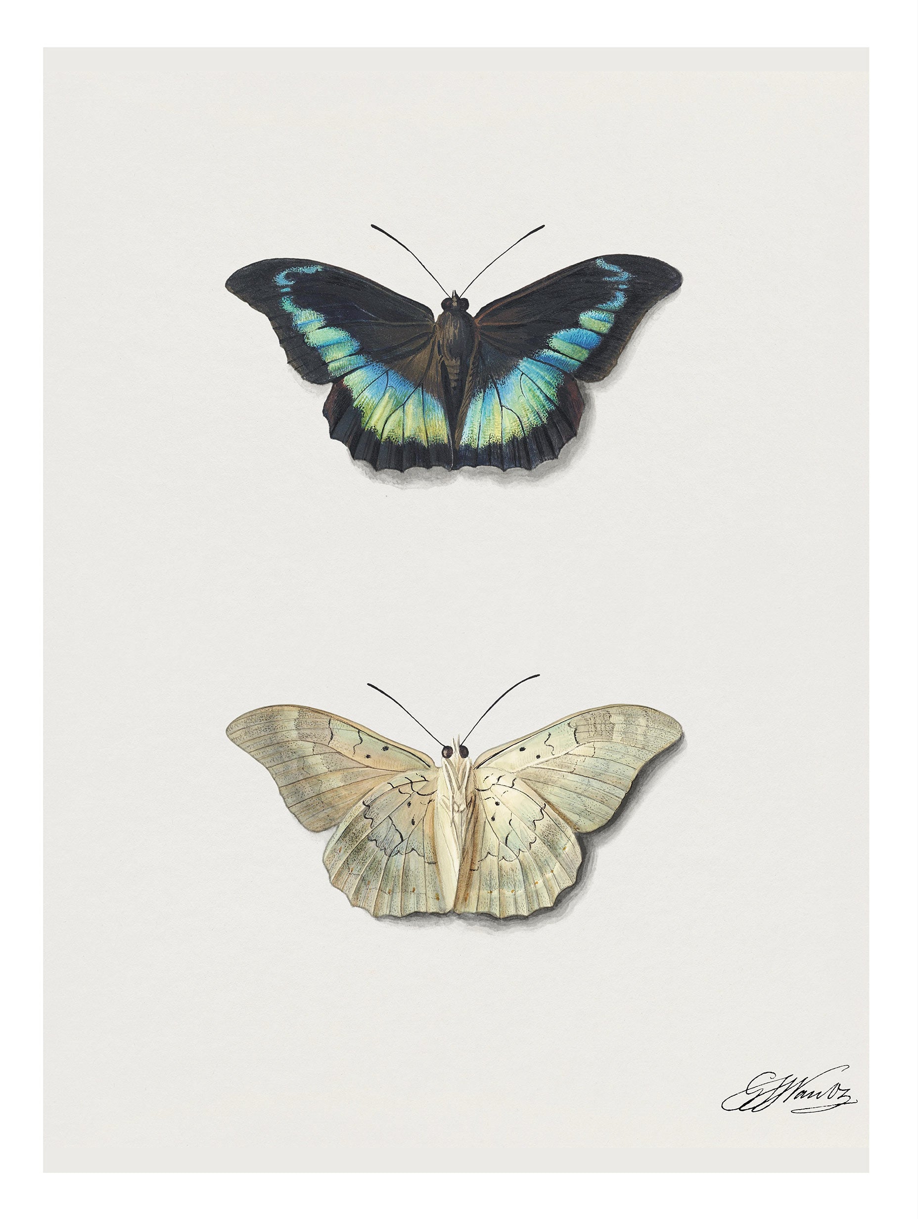 Top and bottom view of a butterfly Jacobus Johannes van Os Art Print