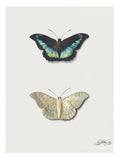Top and bottom view of a butterfly Jacobus Johannes van Os Art Print
