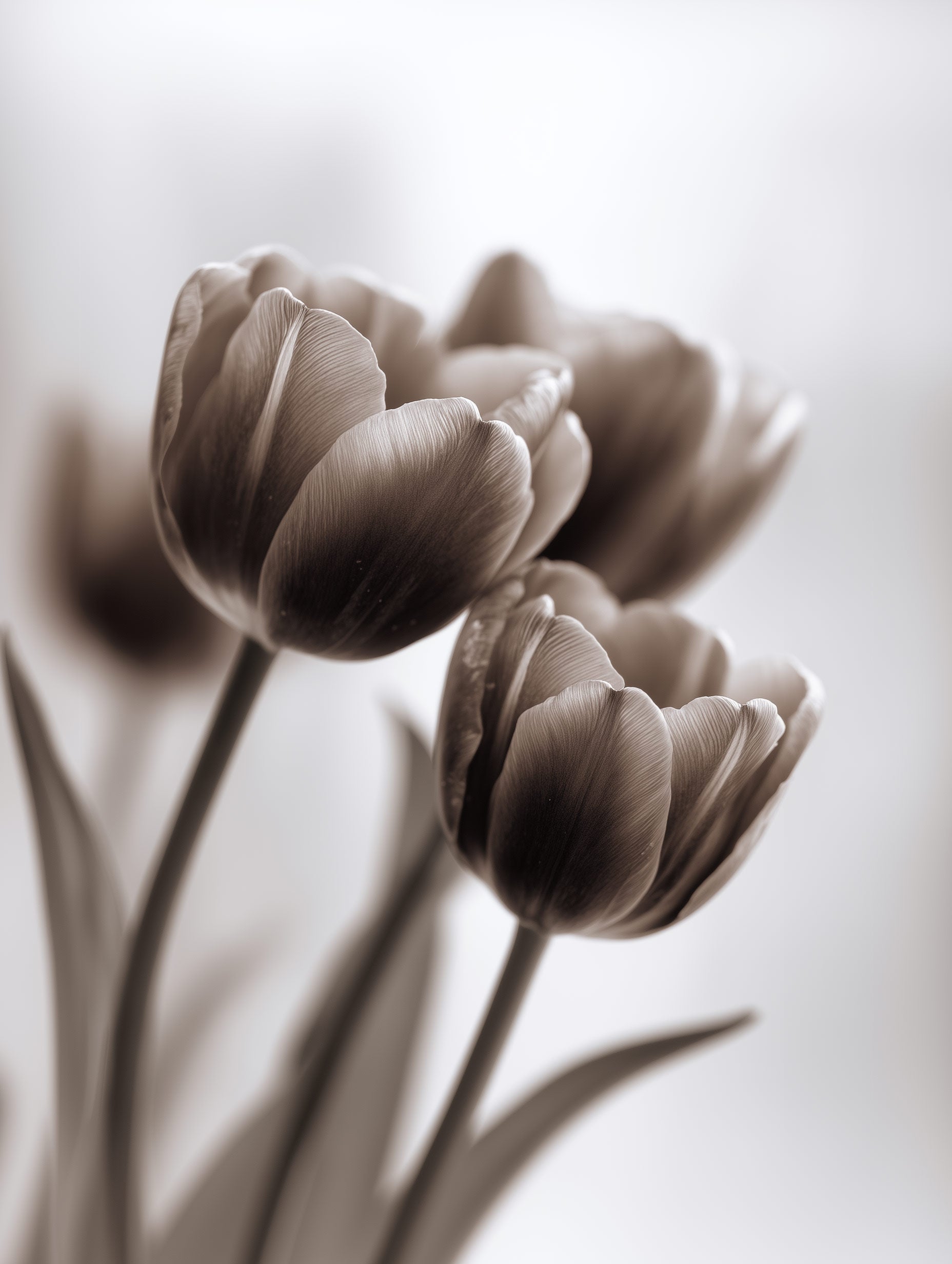Tulips Photography