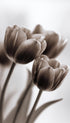 Tulips Flower Photography Poster