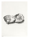 Two opened oysters No 2 - Jean Bernard Art Print
