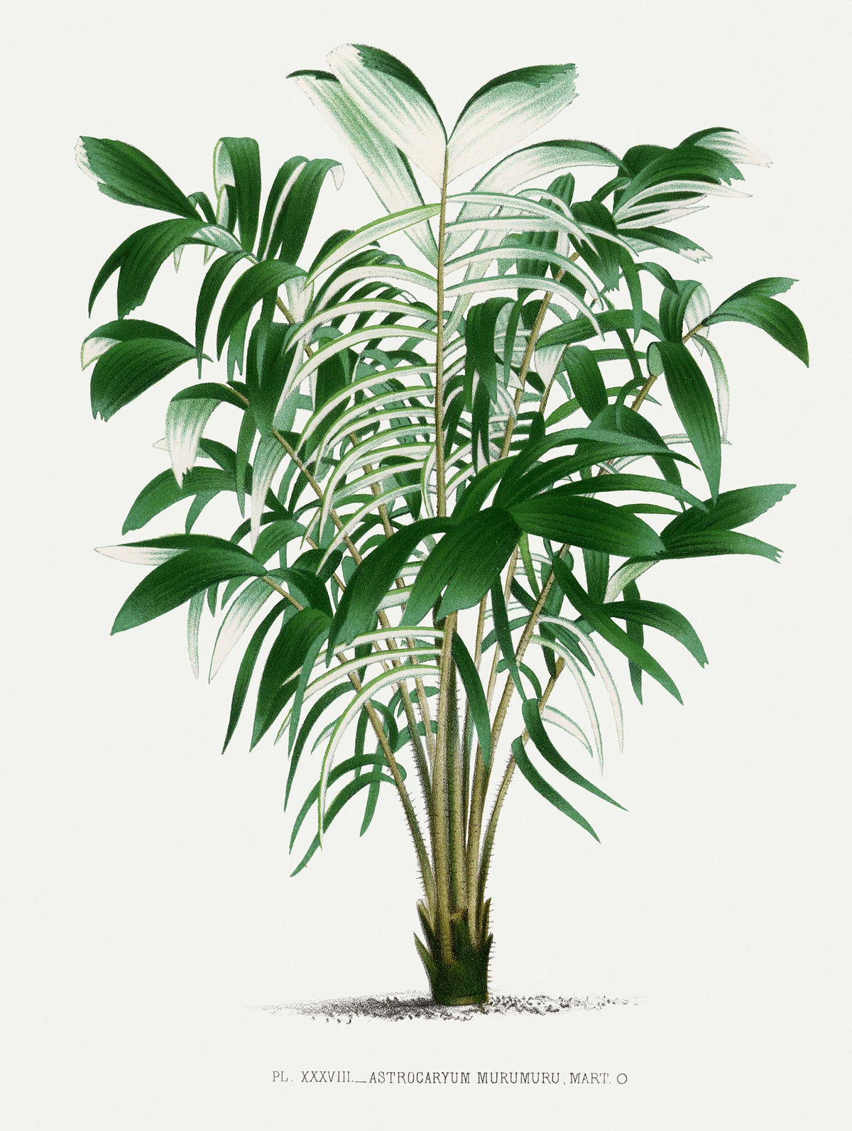 Vintage Palm Tree