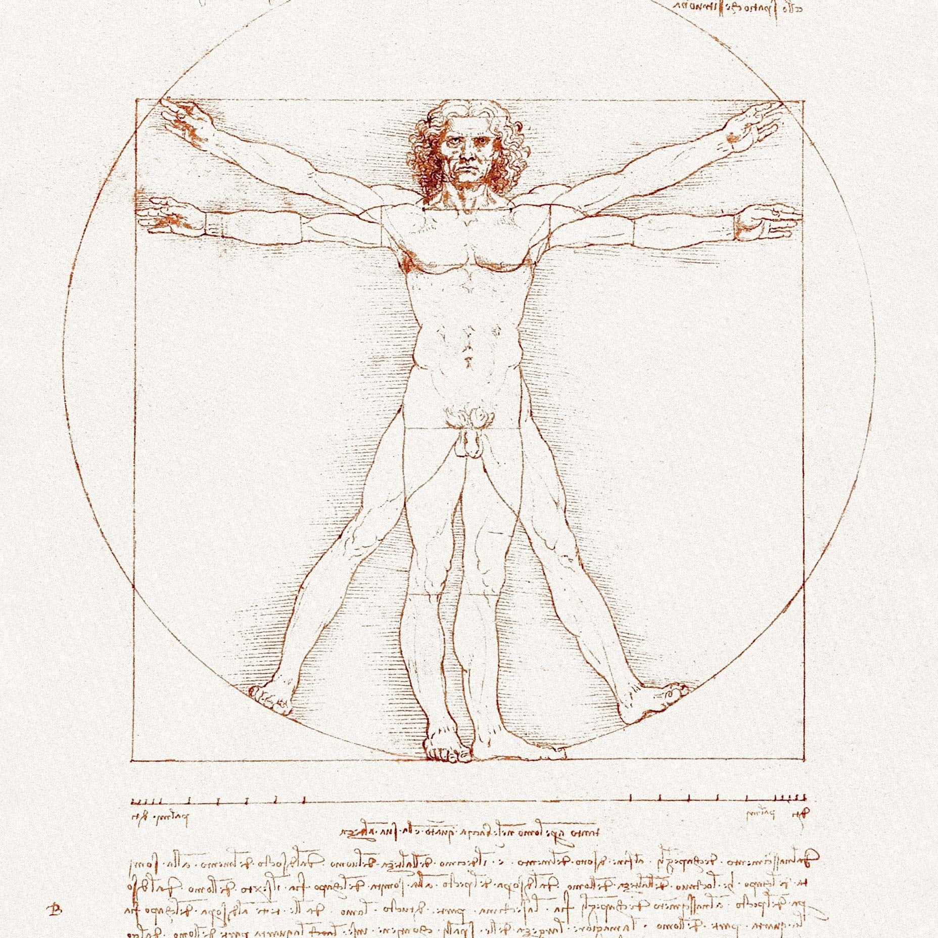 Vitruvian Man Leonardo Da Vinci Art Print