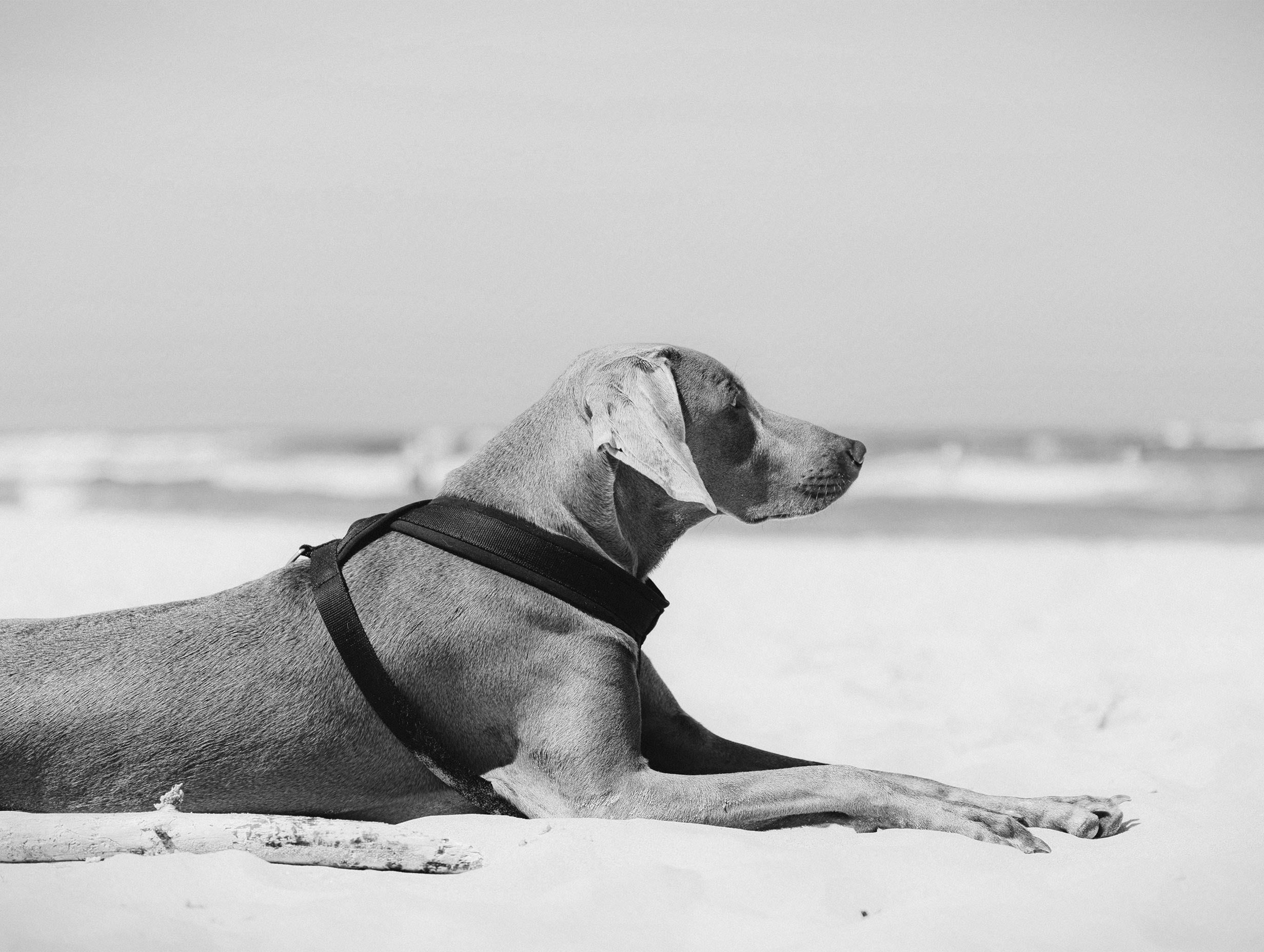 Weimaraner Dog Lying on a Beach Animal Poster