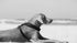 Weimaraner Dog Lying on a Beach Animal Poster