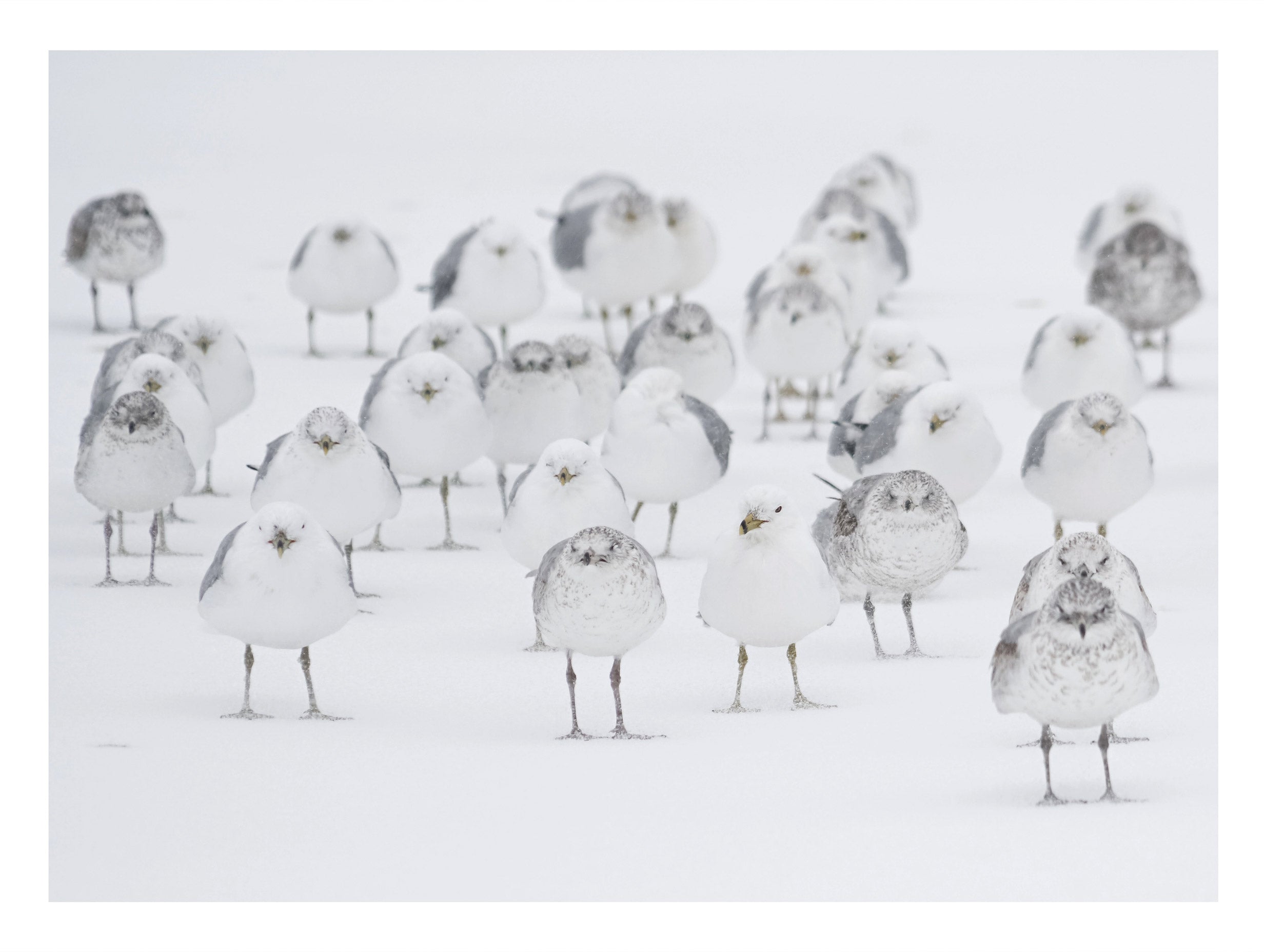 White Birds in the Snow Animal Poster