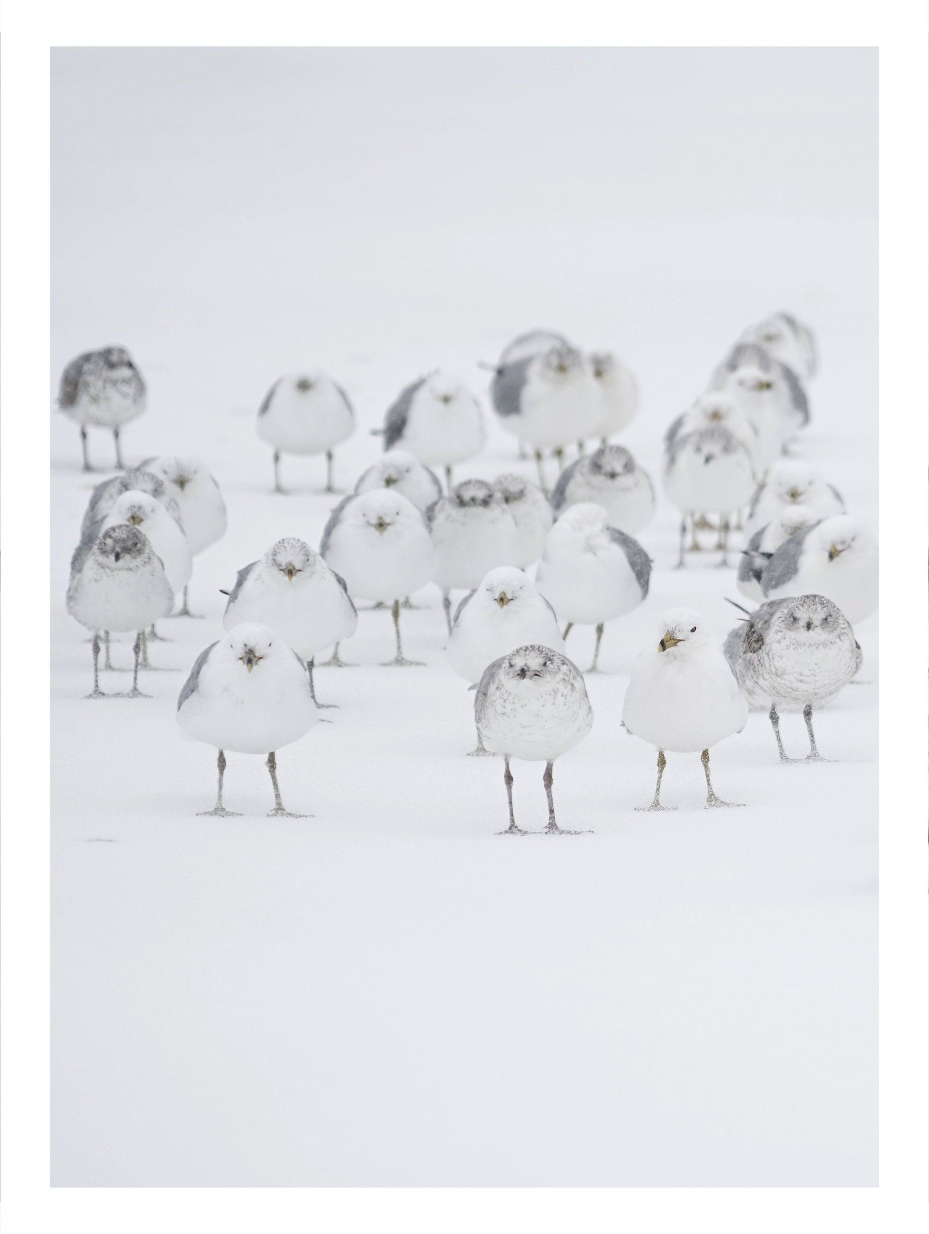 White Birds in the Snow Animal Art Print No 2
