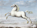 White Horse - Joris Hoefnagel