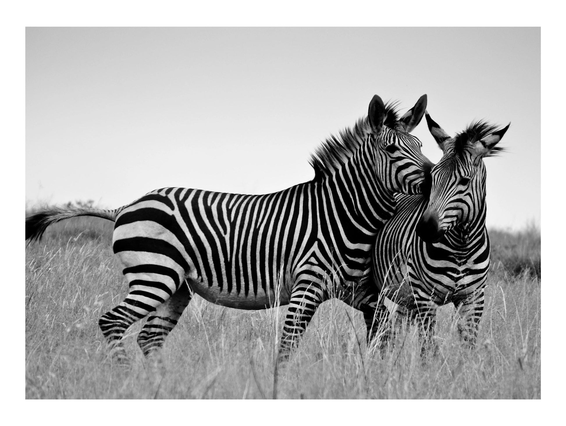 Zebra Hug Poster