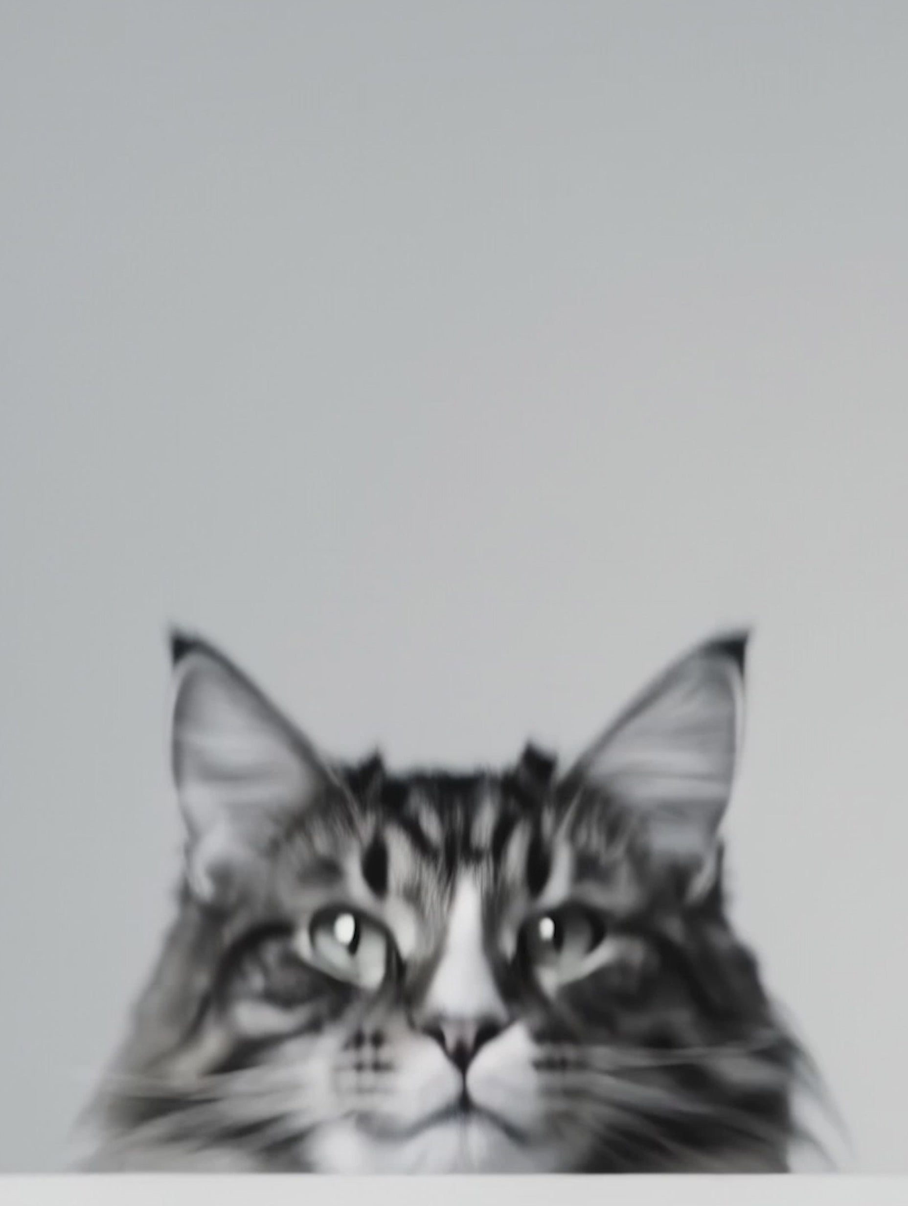Maine Coon Cat Black and White Poster