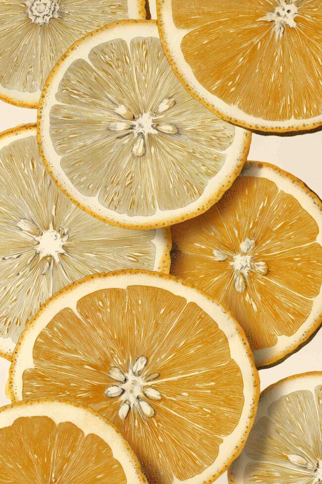 Delicately illustrated orange slices in soft natural tones