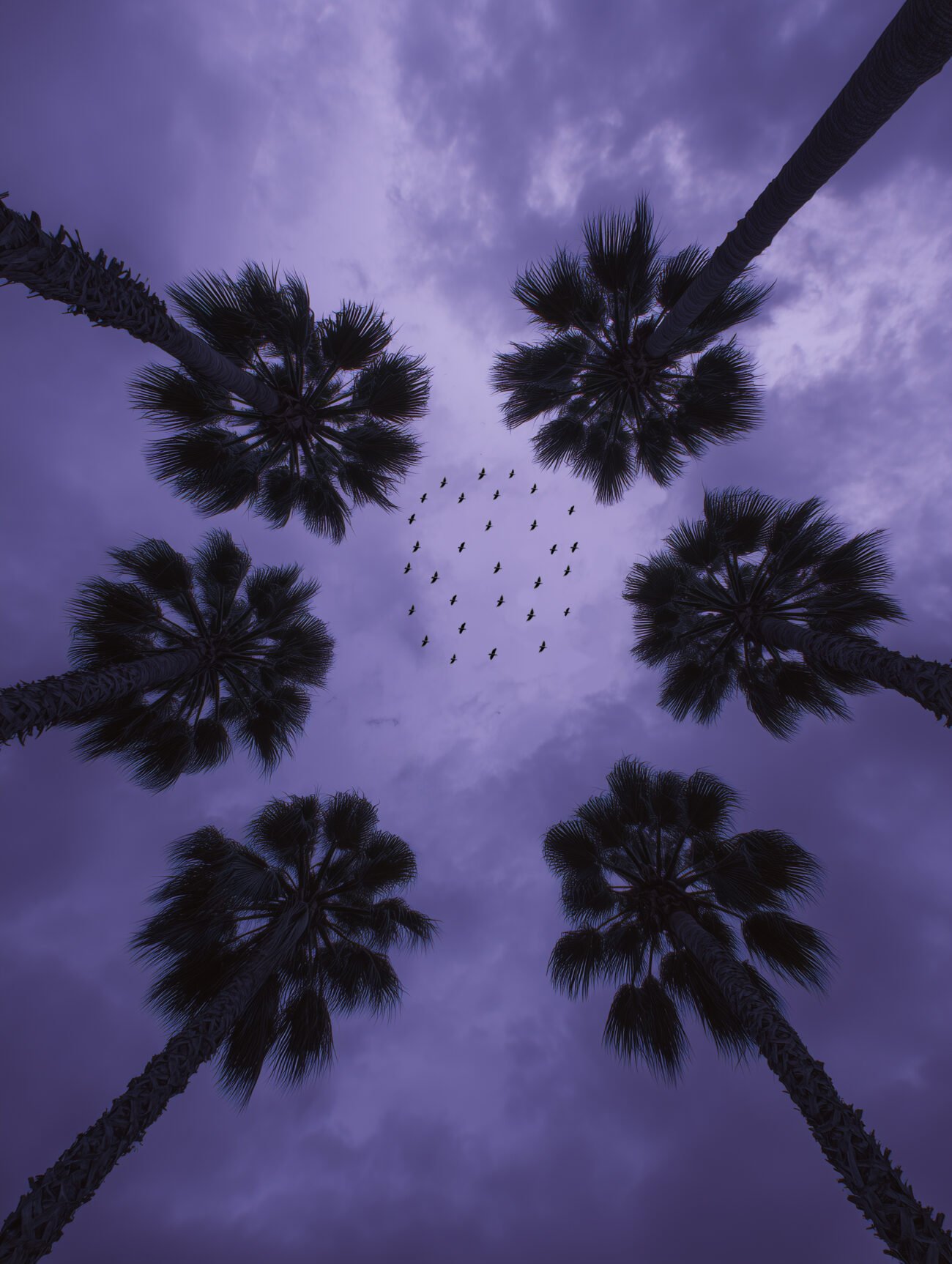 Twilight Palms – Surreal Nature Poster