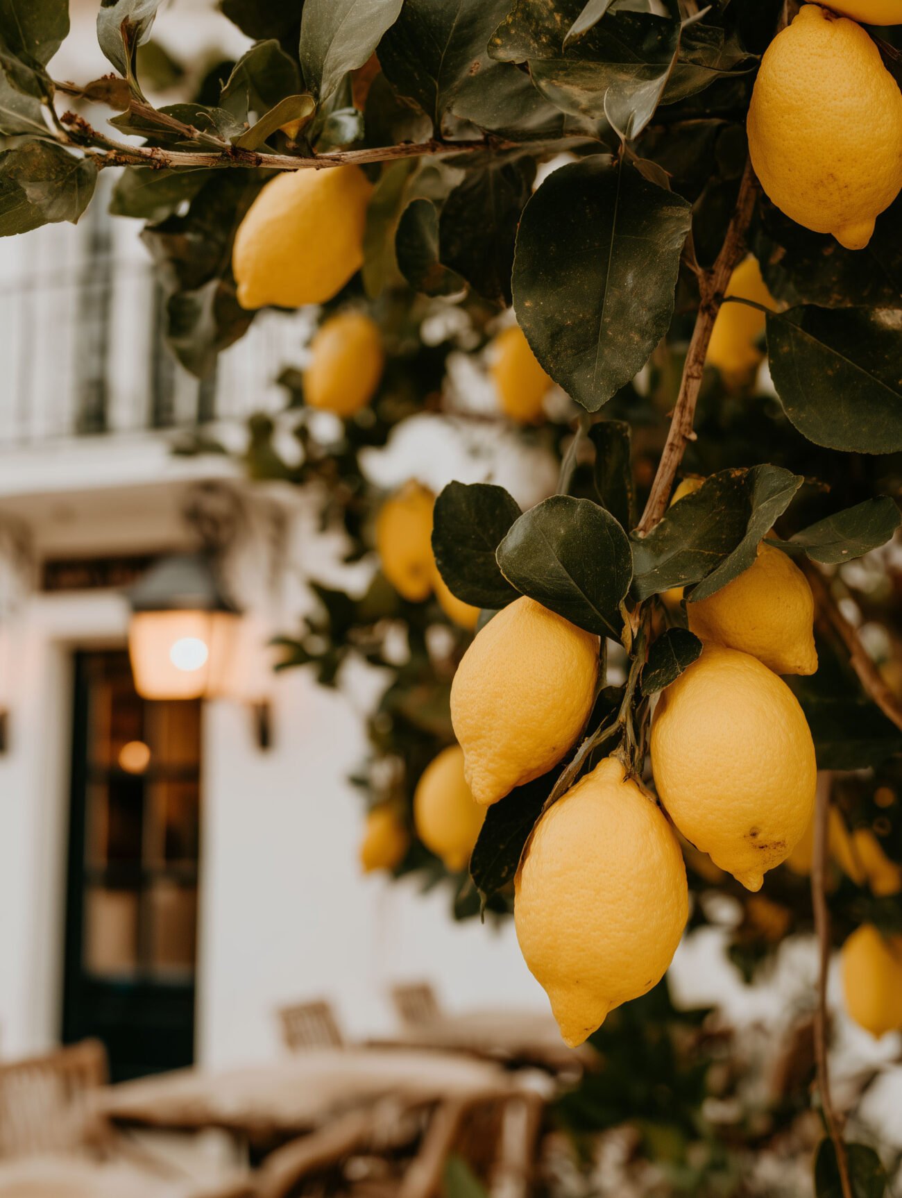 Lemon Grove Charm – Mediterranean Fruit Poster