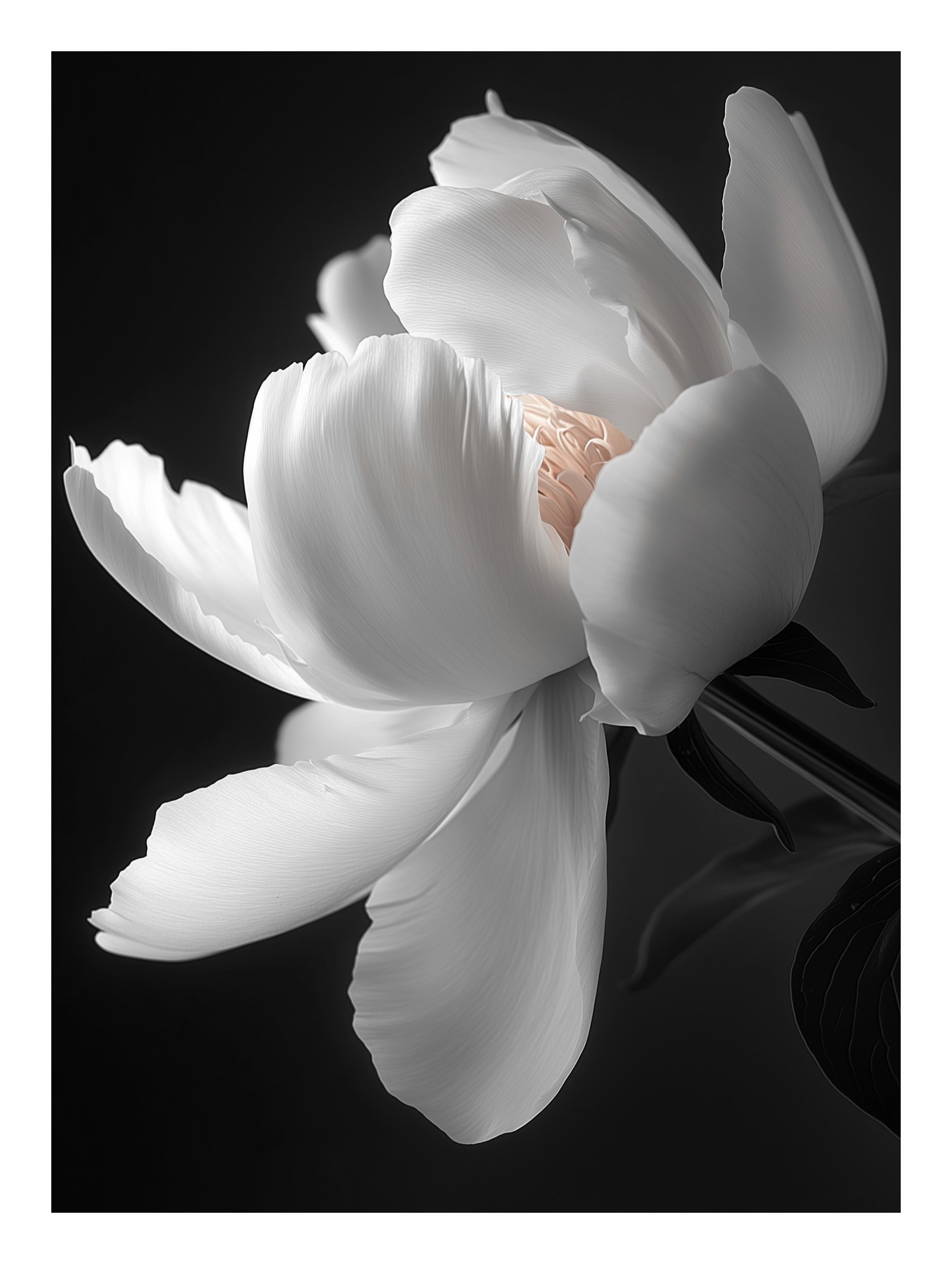 White Flower – Monochrome Floral Poster