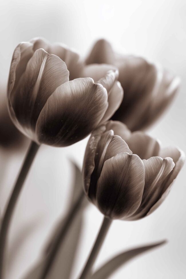Soft sepia tulip flower study in timeless minimalist style